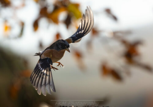 European bird monitoring trends in 2025