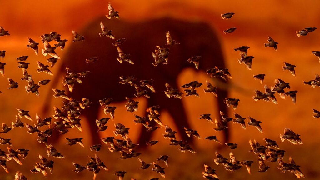 Read more about the article Milvus Photocontest 17th edition is here! 