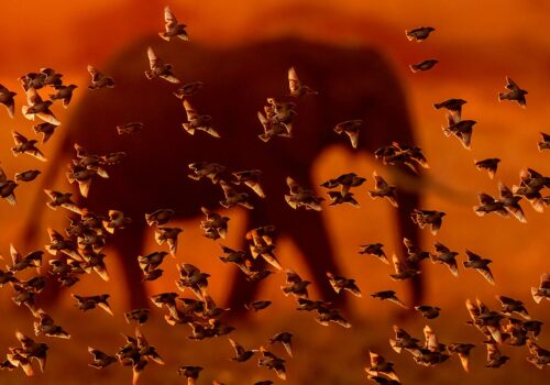 Milvus Photocontest 17th edition is here! 