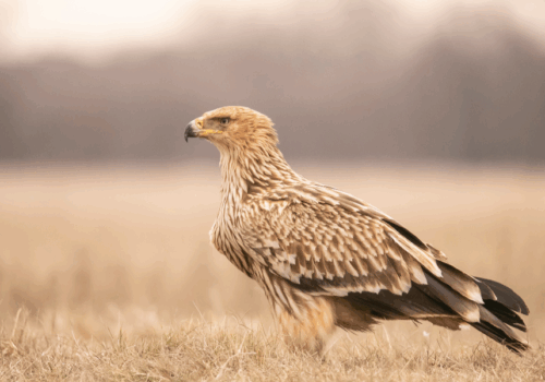 Én vagyok a parlagi sas!