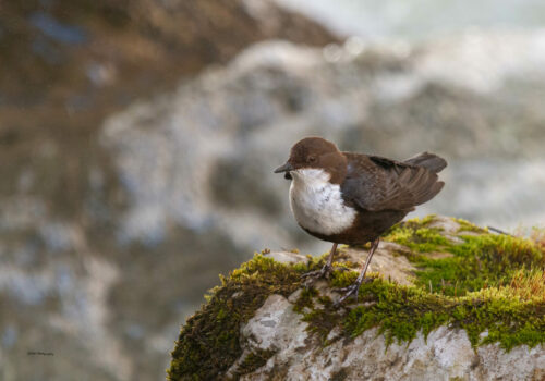 We will count the dippers! Join us!