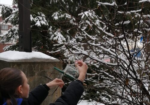 Hrănirea păsărilor: lecția iernii despre natură