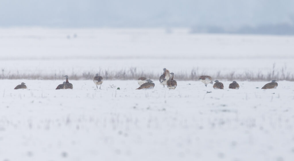 Read more about the article The Great bustard population is growing in the Carpathian Basin