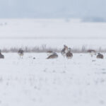 Növekszik a túzokok száma a Kárpát-medencében