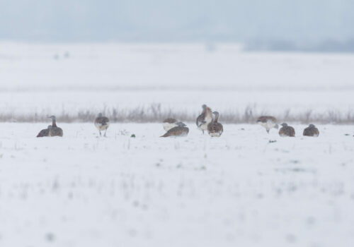 Növekszik a túzokok száma a Kárpát-medencében