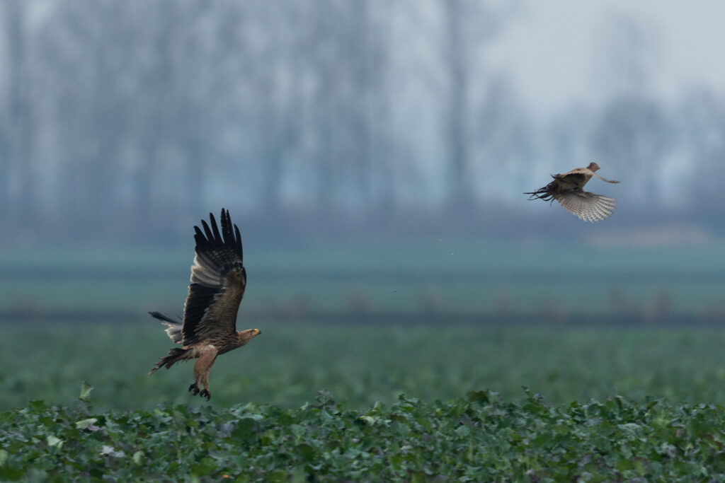 Read more about the article Segítünk a kritikusan veszélyeztetett parlagi sasnak!