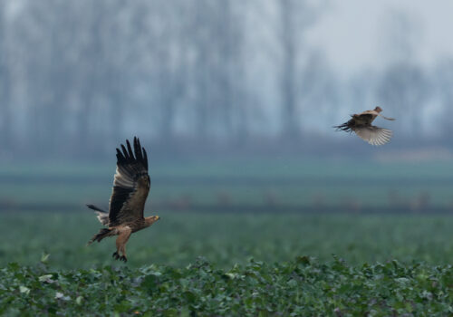 Ajutăm acvila de câmp critic periclitată!