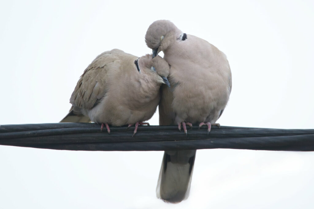 Read more about the article Great Backyard Bird Count 2026