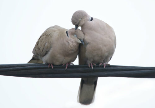 Great Backyard Bird Count 2026