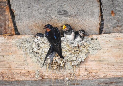 Tanácsok a költési időszak előtt