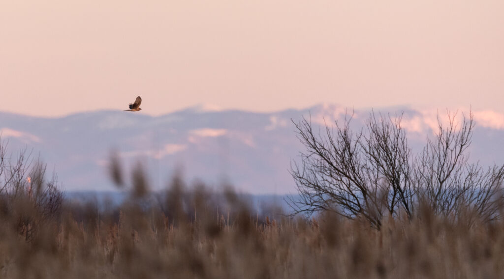 Read more about the article Un nou inventar al acvilelor în Bazinul Carpatic