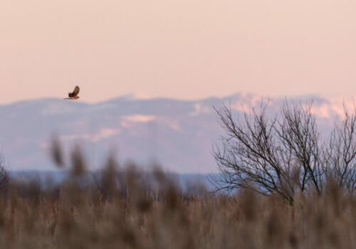 Újabb sasleltár a Kárpát-medencében