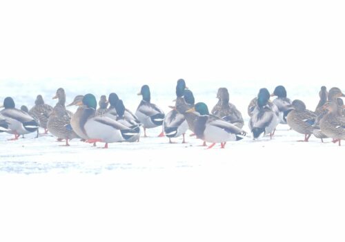 Recensământul Internațional al Păsărilor de Apă, Ianuarie 2026