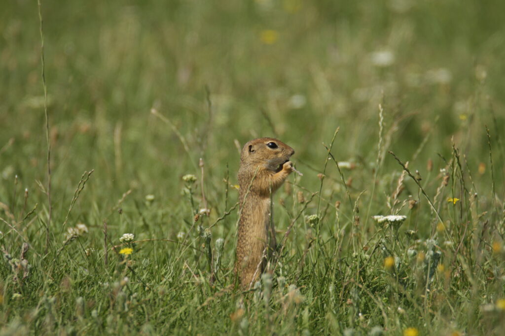 Read more about the article Program de conservare de șapte ani pentru protecția popândăului european 