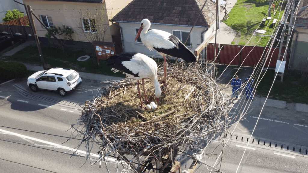 Read more about the article Két évtizede a fehér gólyákkal