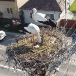 Două decenii alături de berzele albe