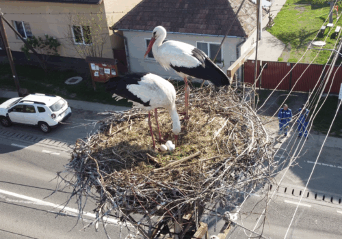 Két évtizede a fehér gólyákkal