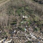 Primul caz documentat de mortalitate a dropiei prin coliziune cu liniile electrice în România