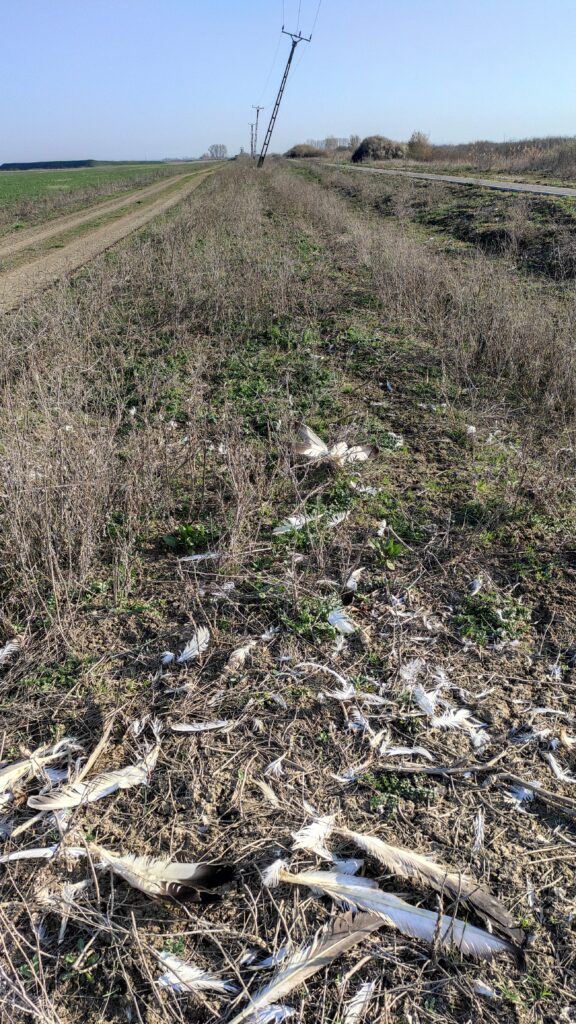 Read more about the article Primul caz documentat de mortalitate a dropiei prin coliziune cu liniile electrice în România