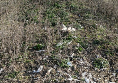 Primul caz documentat de mortalitate a dropiei prin coliziune cu liniile electrice în România