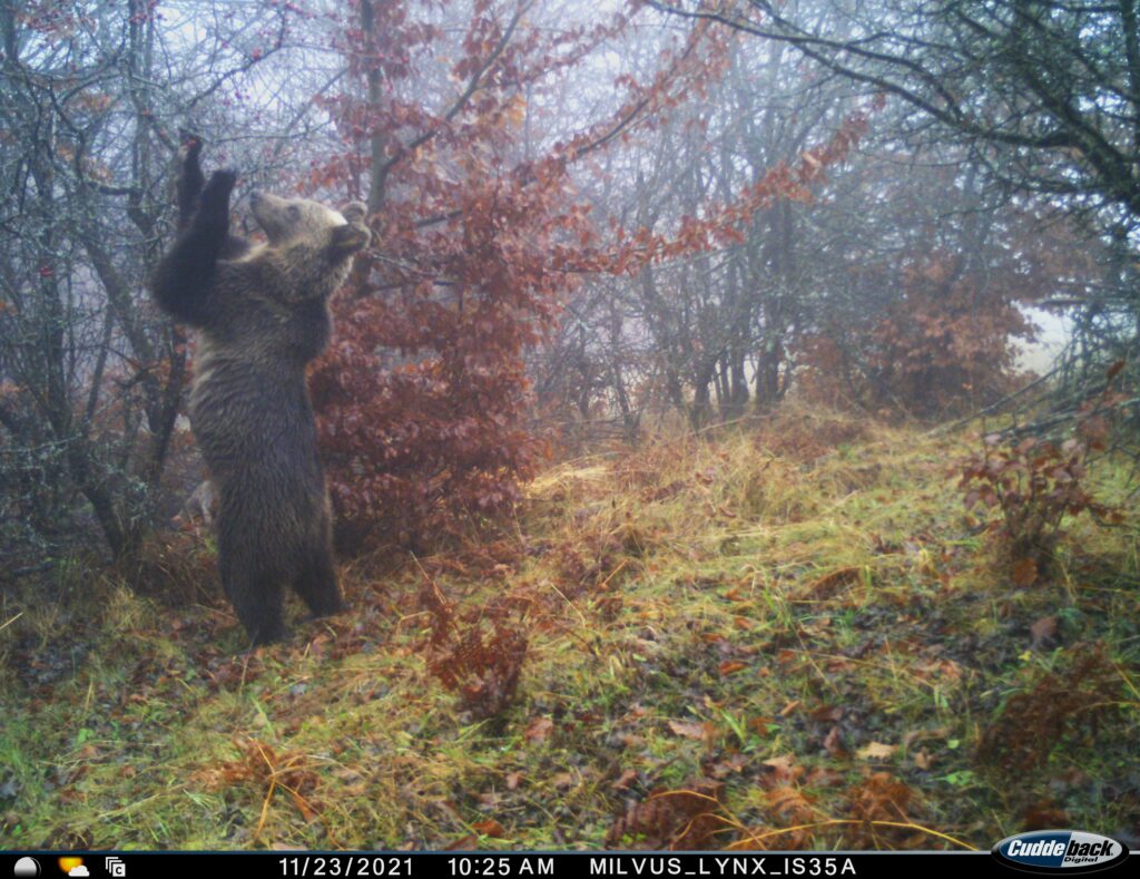 Read more about the article Studiu privind adecvarea habitatului ursului brun