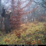 Studiu privind adecvarea habitatului ursului brun