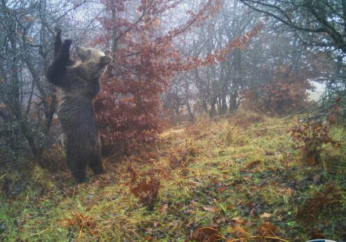Studiu privind adecvarea habitatului ursului brun