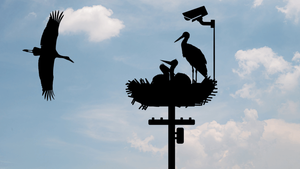 Read more about the article A gólyák mindennapjai – 2026 március