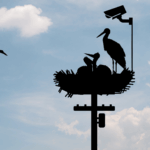 The lives of the storks – march 2026