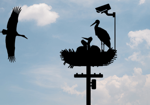 Viața berzelor – martie 2026