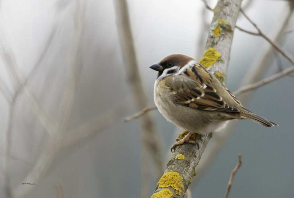Read more about the article Surveying city birds