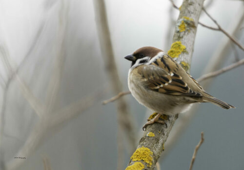 Megfigyeljük a városi madarakat!