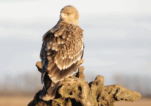 Vești bune: am identificat 8 perechi de acvile