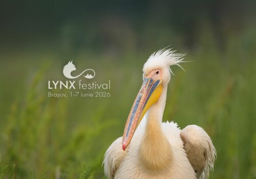 Lynx Festival returns with unmissable experiences