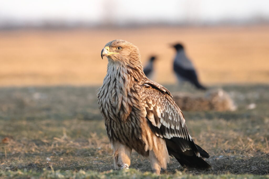 Read more about the article Protecting the Imperial eagle doesn’t end with 2026