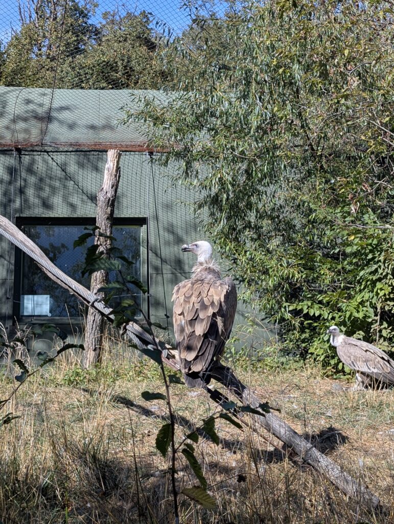 Read more about the article A day about vultures!